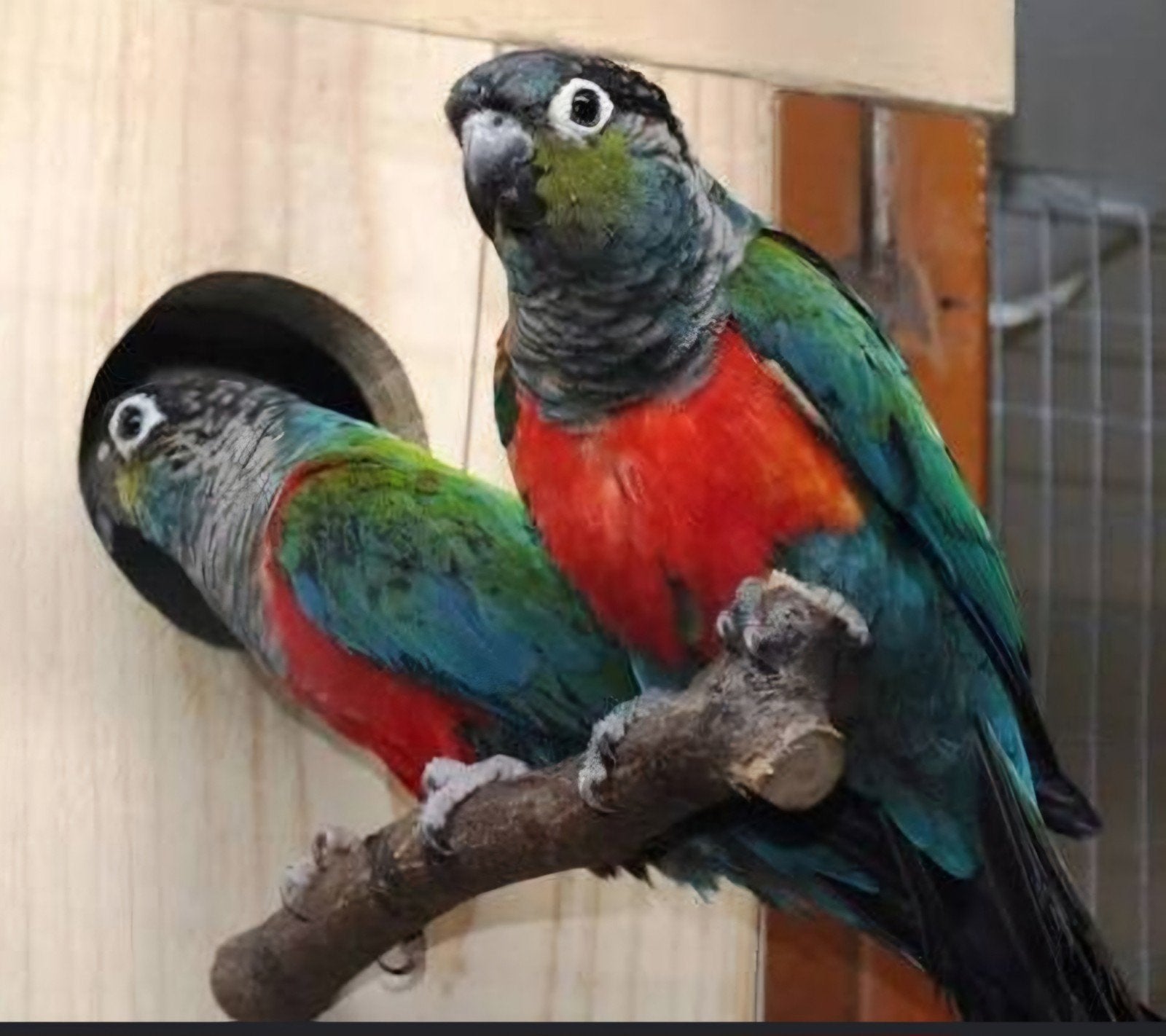 Couple conure perlata reproducteurs, Dieren en Toebehoren, Vogels | Parkieten en Papegaaien