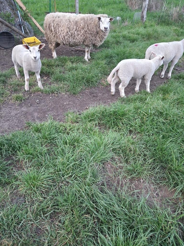 Ooi met drieling, Dieren en Toebehoren