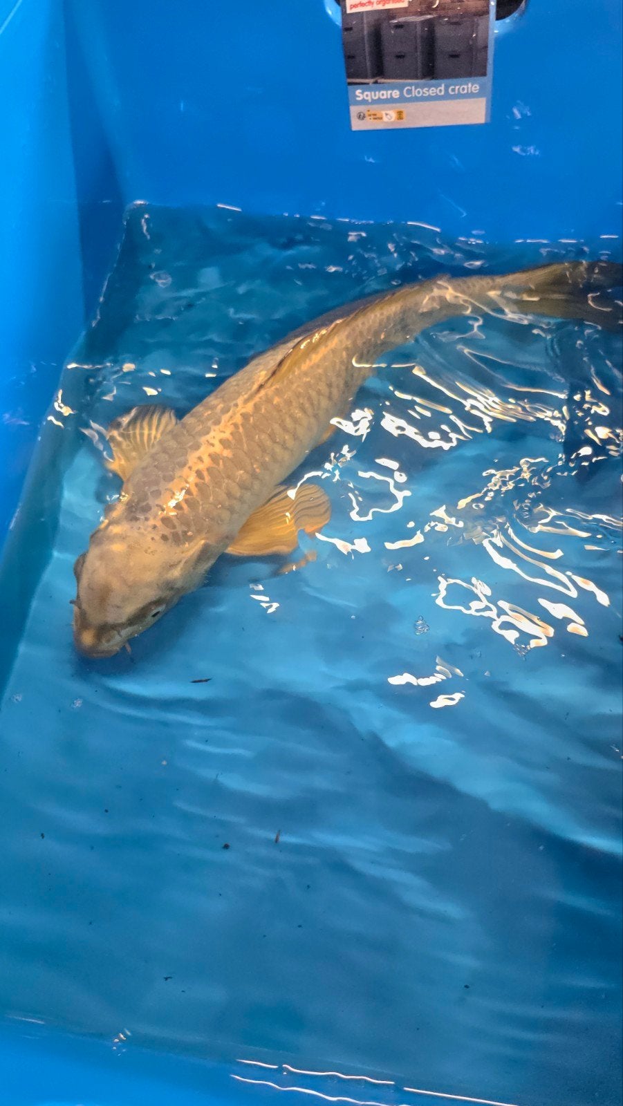 Yamabuki ogon