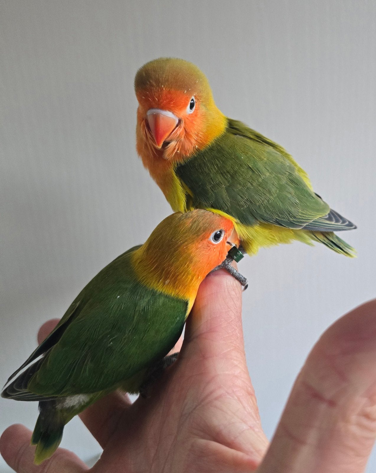 Laatste 2 Handtamme Fischeri, Plusieurs animaux, Perroquet nain ou Inséparable, Domestique