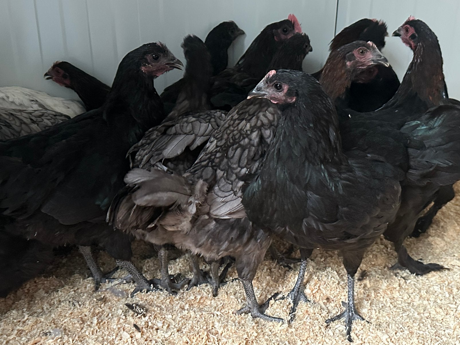 Australorp zwart blauw en splash
