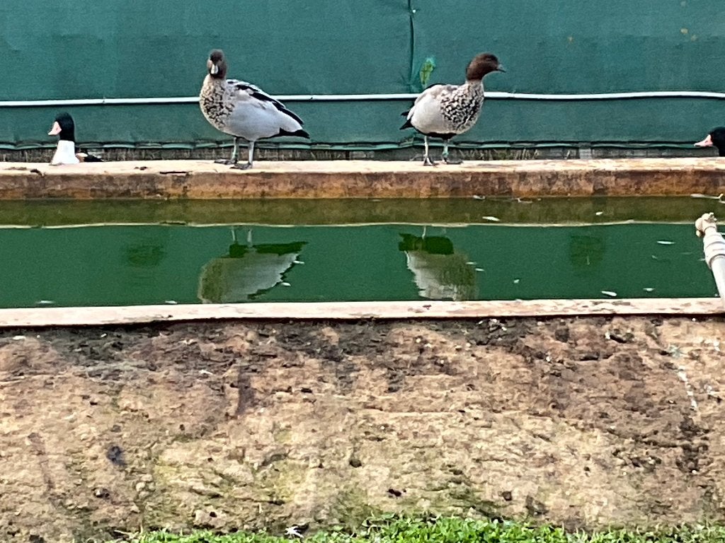 Watervogels, Plusieurs animaux, Canard