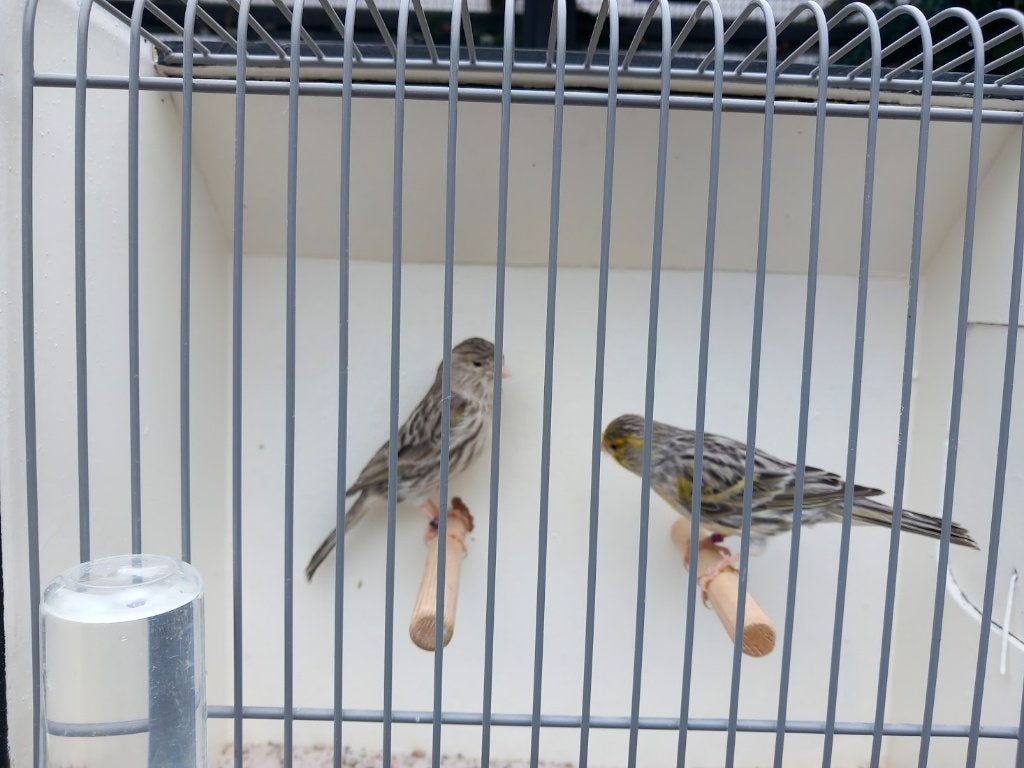 Geel Agaat Mozaïek Kanaries, Dieren en Toebehoren, Vogels | Kanaries, Meerdere dieren