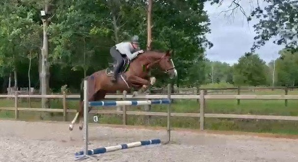 Lieve springmerrie (10Y), ideaal voor overgang pony/paard, Avec pedigree, M, 160 à 165 cm, Cheval de saut