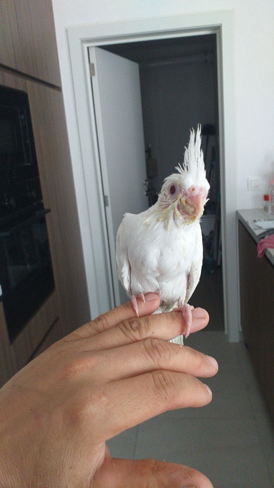 Een jonge handtamme albino valkparkiet  Eet zelfstandig, Geringd