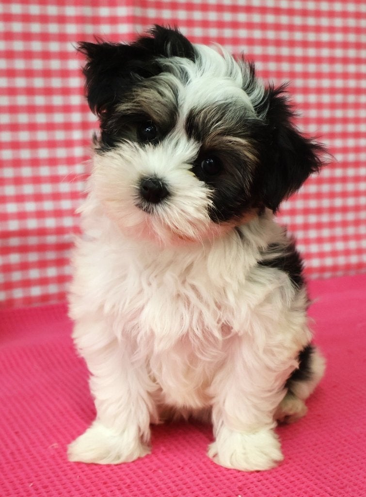 Super leuke Biewer pups!, 15 weken tot 1 jaar, Overige rassen, Buitenland, Teef