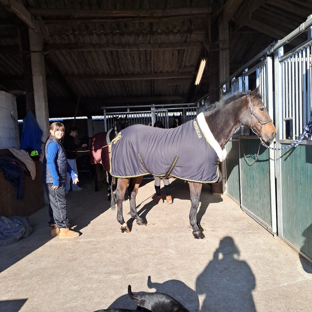 D pony, Dieren en Toebehoren, Pony's, Gechipt, Ruin, Niet van toepassing, 11 jaar of ouder