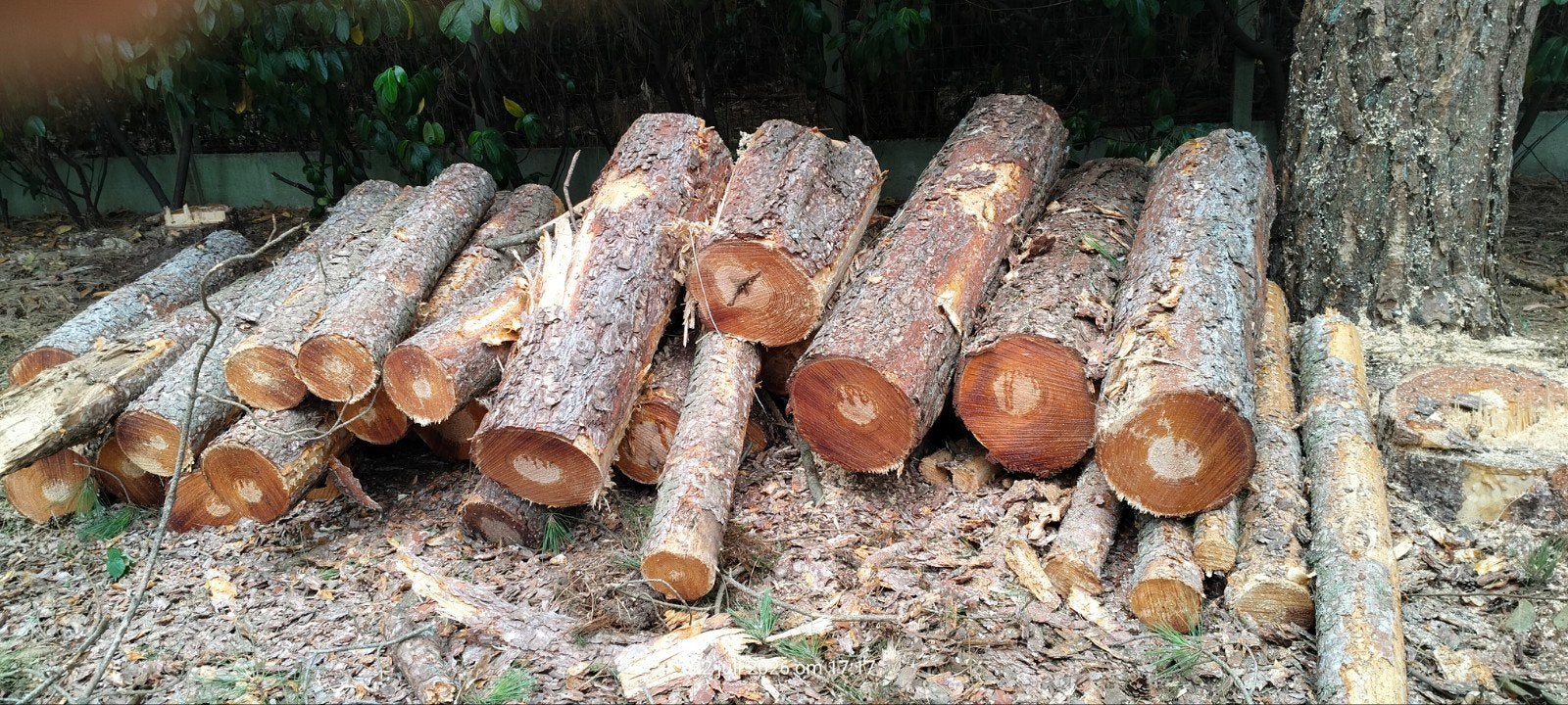 Bois de chauffage : 50€ par remorquage complet, Enlèvement
