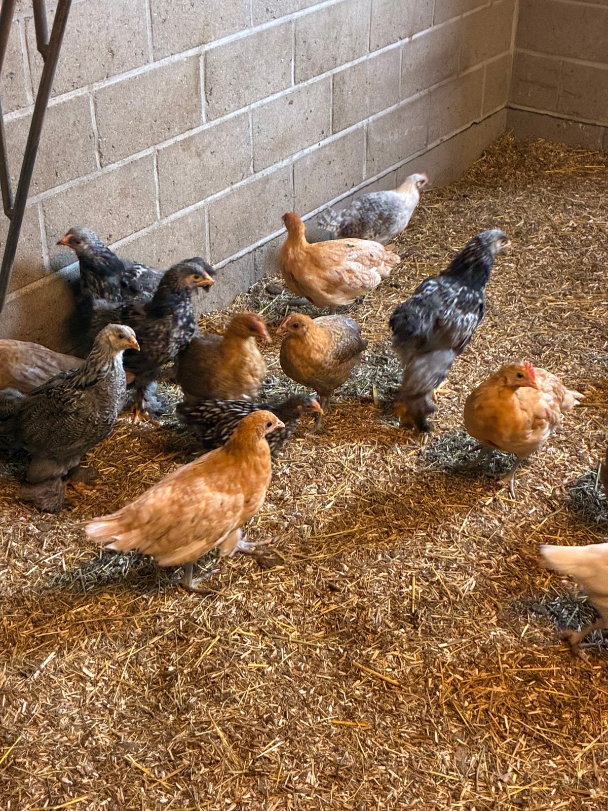 Brakelhoen hennen in verschillende kleuren, Dieren en Toebehoren