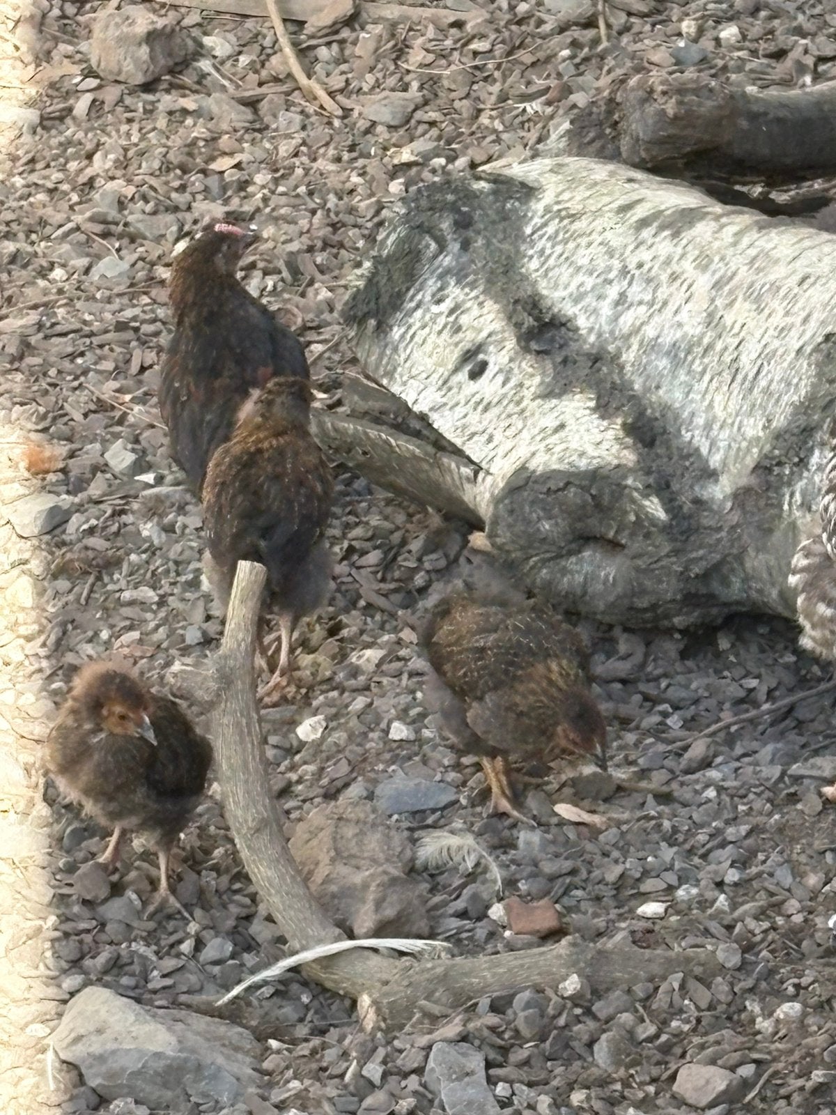 6 kuikens - eind juli geboren, Dieren en Toebehoren, Geslacht onbekend