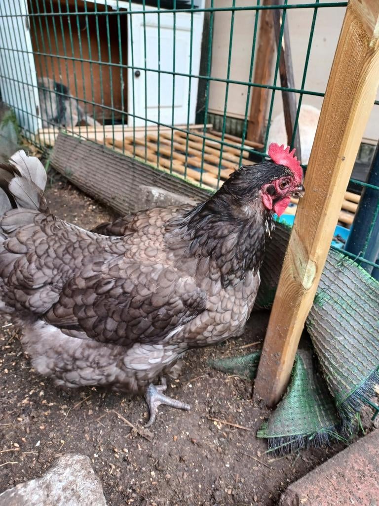 2 kippen te koop in beveren 9120samen 10 euro, Dieren en Toebehoren, Pluimvee