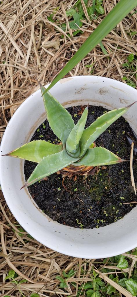 Agave met pot, Ophalen