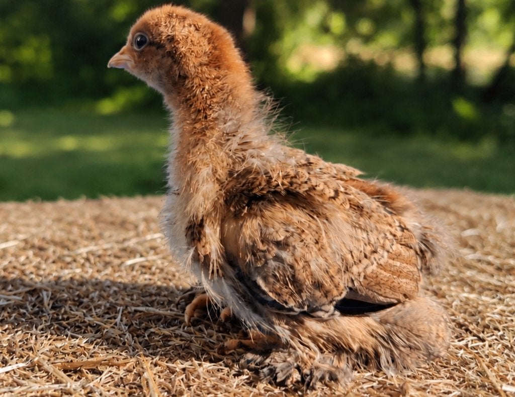 🐣 Brahma meerzomig goudpatrijs | Kriel | Kuikens, Femelle, Poule ou poulet