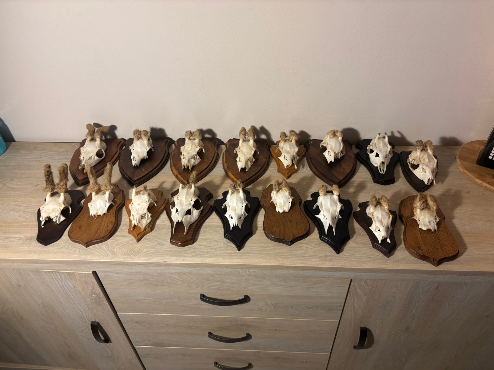 Partij reebok schedels taxidermie schedels, Ophalen, Zo goed als nieuw