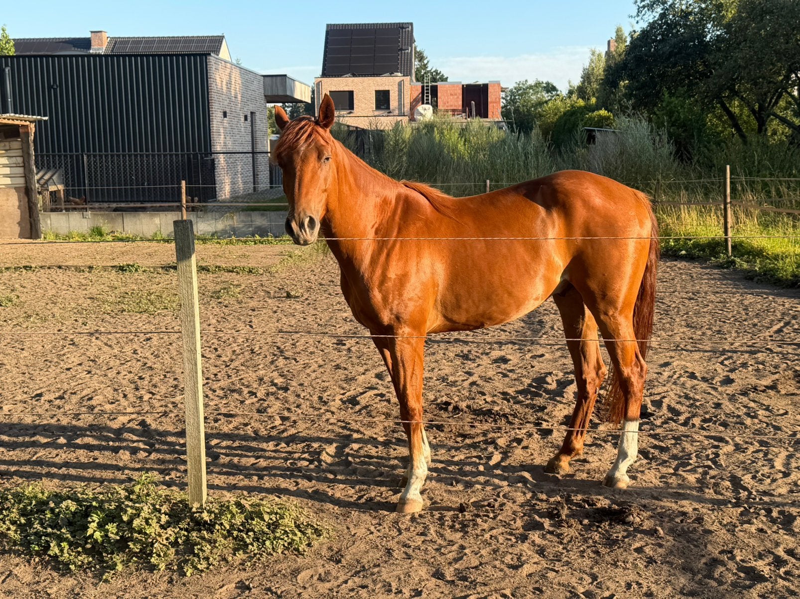Quarter, Ruin, Niet van toepassing, 160 tot 165 cm, 3 tot 6 jaar