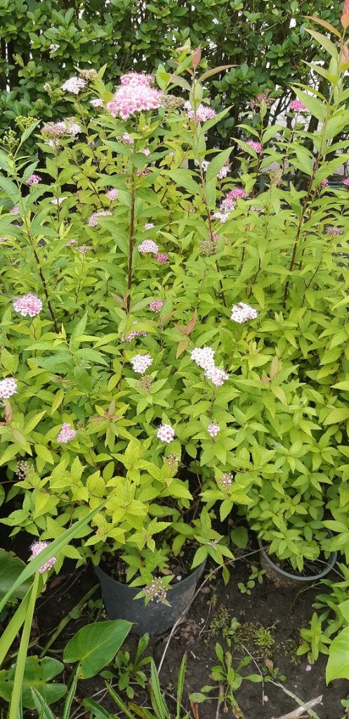 Spirea, Ophalen, Overige soorten, Haag, Minder dan 100 cm
