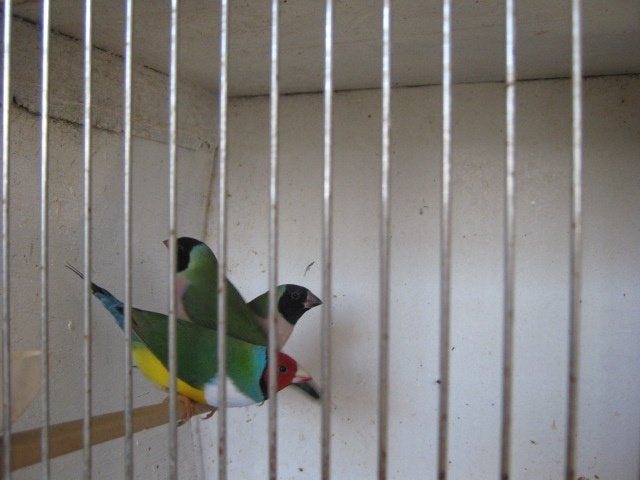a vendre  des beaux couples de gould, Animaux & Accessoires, Plusieurs animaux, Oiseau chanteur sauvage