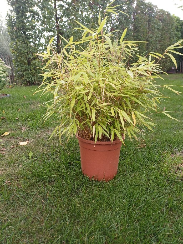 1 bamboe fargesia rufa, Ophalen