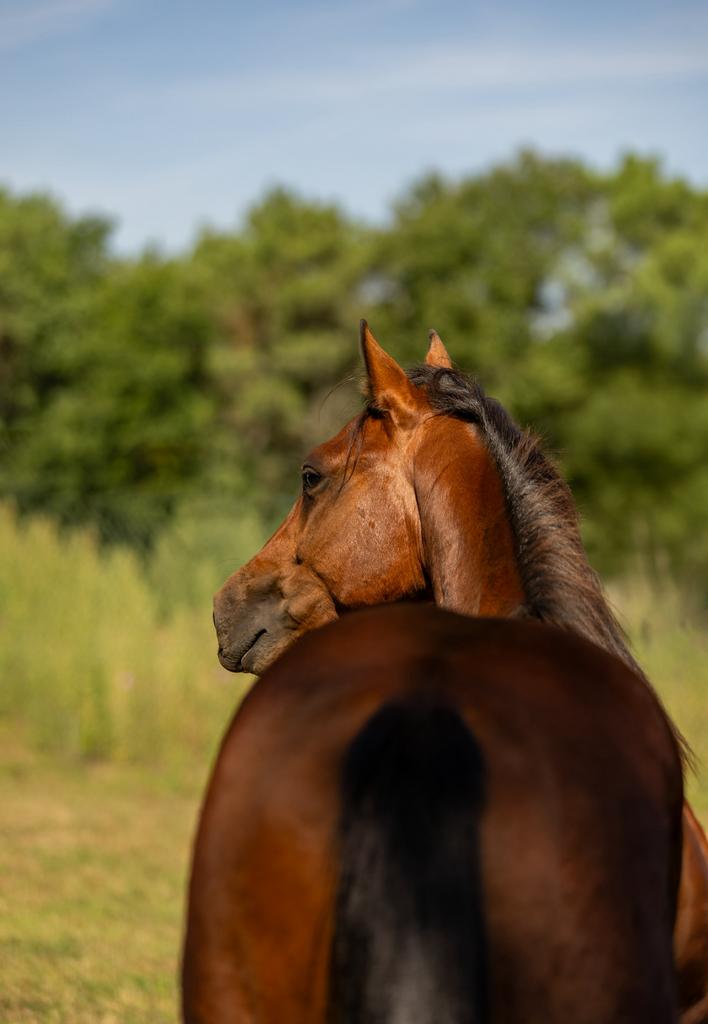 Knappe quarter ruin aqha, Hongre