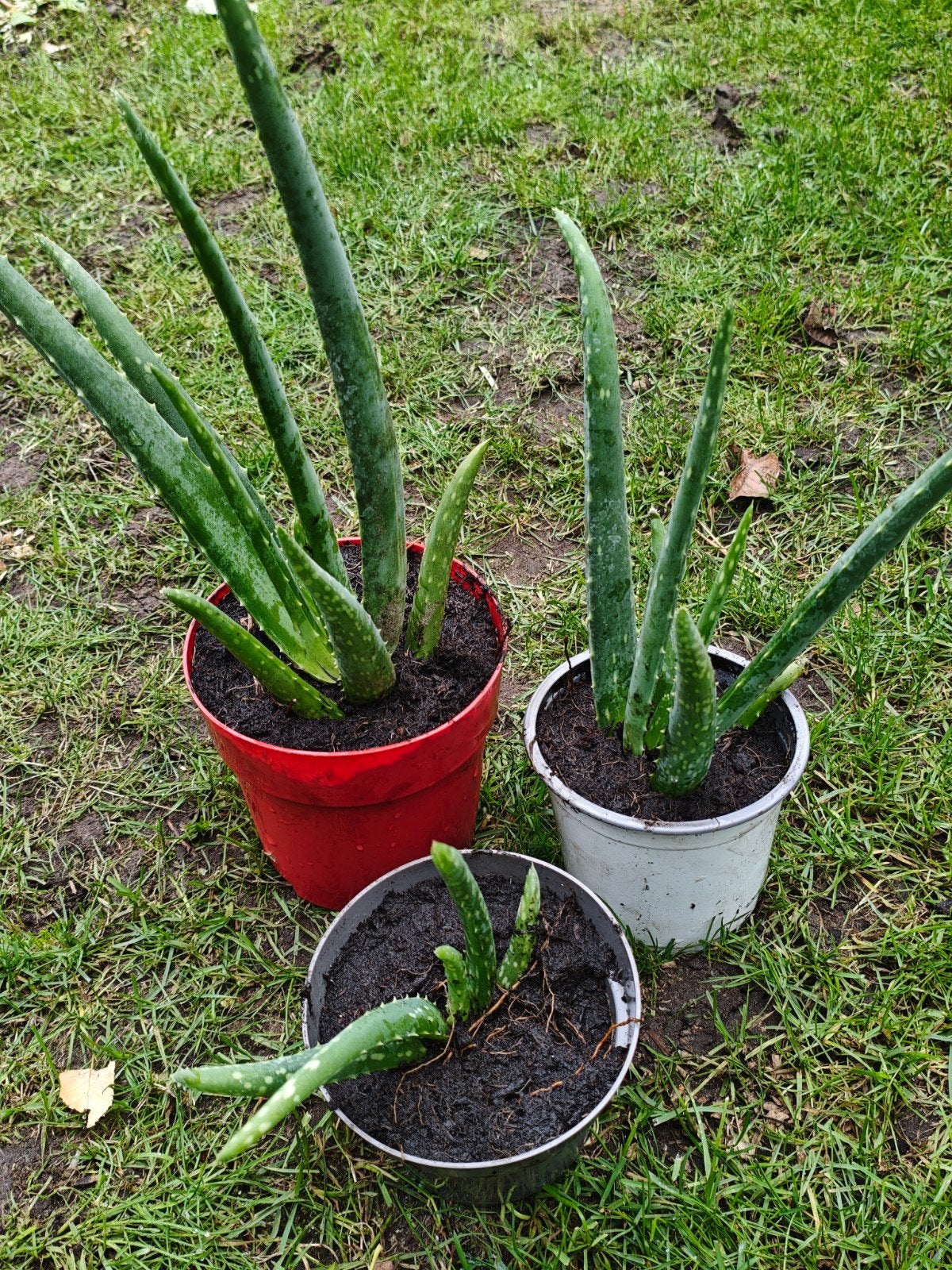 aloë Vera plantjes, je kan de gel gebruiken uit de bladeren., Ophalen, Vaste plant, Overige soorten, Volle zon
