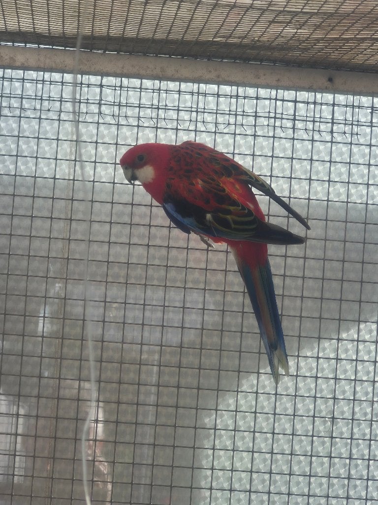 Vogel Rosella man, Dieren en Toebehoren, Vogels | Parkieten en Papegaaien, Mannelijk, Parkiet, Geringd