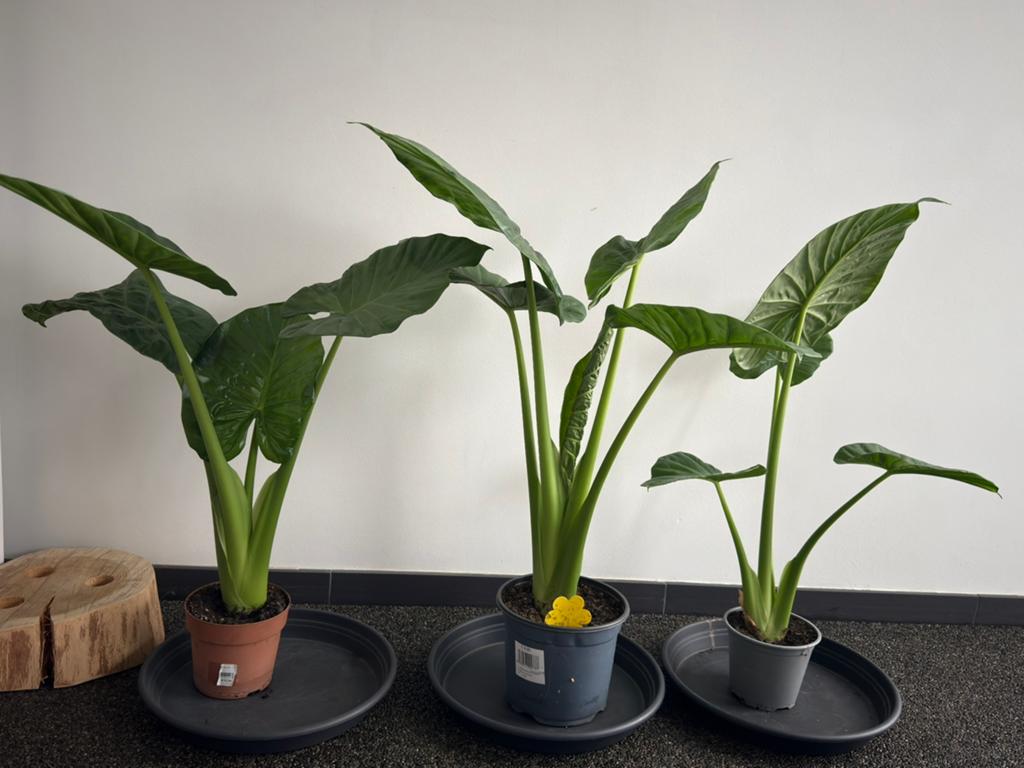 Olifantsoor of alocasia te koop, Huis en Inrichting, Kamerplanten, Ophalen, Overige soorten
