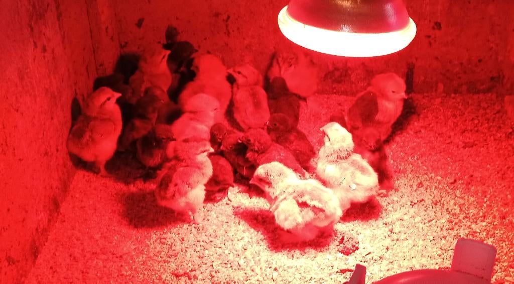 Kuikens van Poule de Bresse, Dieren en Toebehoren, Meerdere dieren, Kip