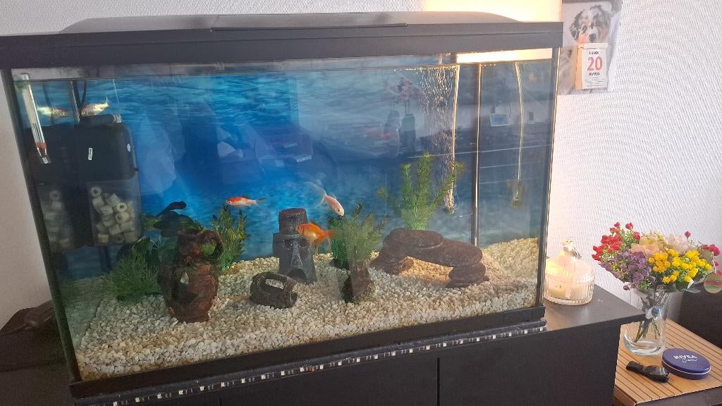 Aquarium 150L juwel en très bonne état, Aquarium d'eau douce rempli, Comme neuf, Enlèvement, Juwel