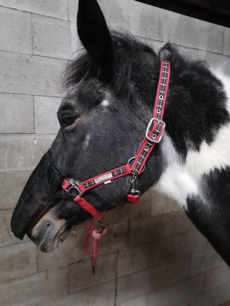 Filet pour naseaux taille cheval - headshaking, Ophalen, Zo goed als nieuw