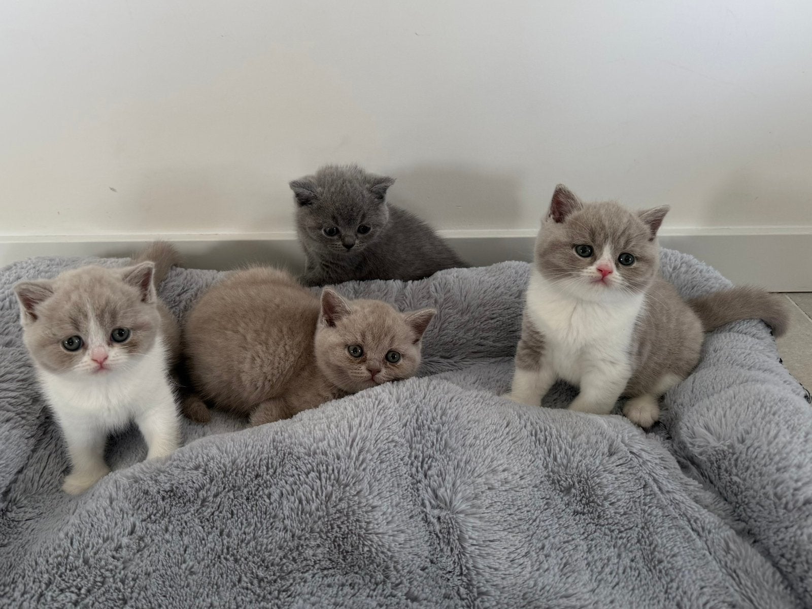 Britse korthaar kittens te koop, Animaux & Accessoires, Chats & Chatons | Chats de race | Poil ras, Plusieurs animaux, 0 à 2 ans