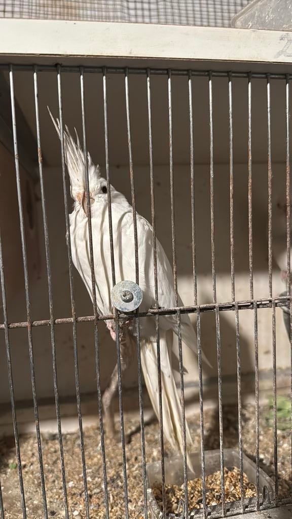 Super mooie kweek koppel valkparkieten te koop, Dieren en Toebehoren, Vogels | Parkieten en Papegaaien