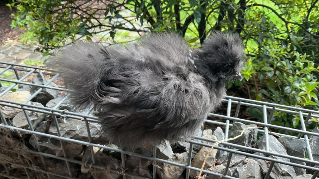 Usa zijdehoen, Dieren en Toebehoren, Geslacht onbekend, Kip