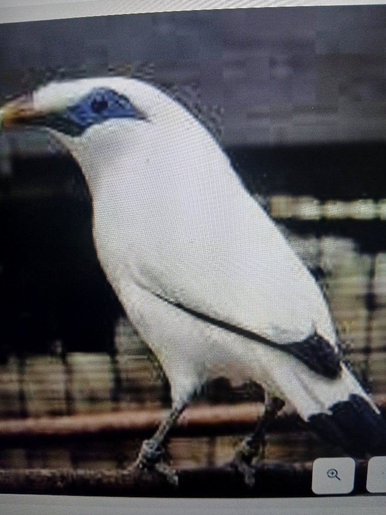 Bali spreeuwen, Meerdere dieren, Geringd