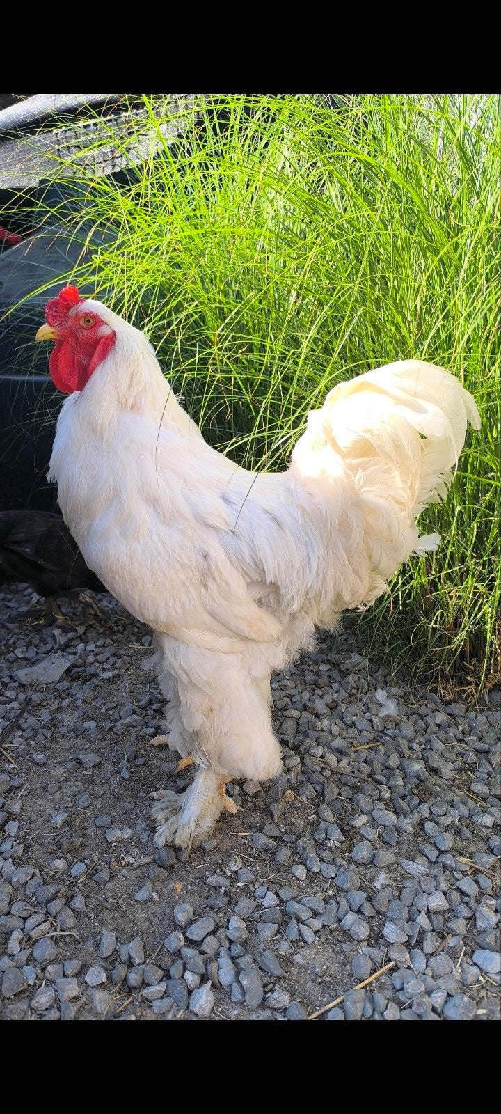 Trio spierwitte brahma's, Dieren en Toebehoren, Pluimvee