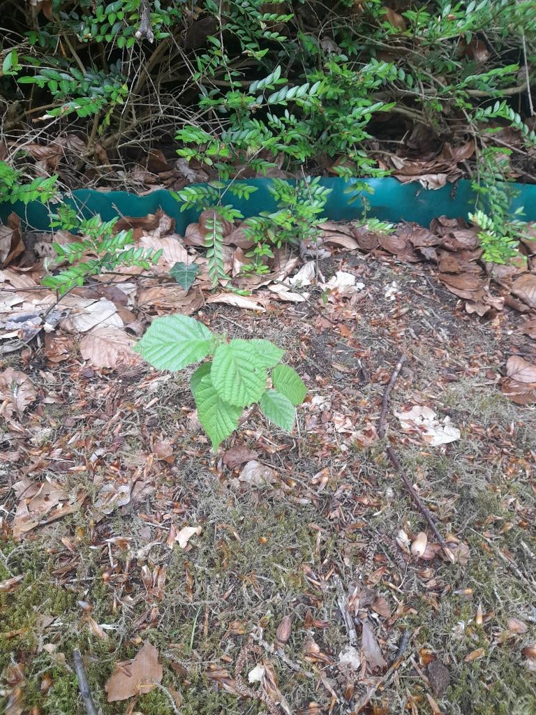 Beuk plant, Ophalen