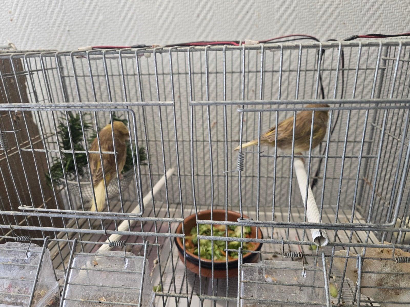 Gloster kanarie 2 femmes 60€, Dieren en Toebehoren