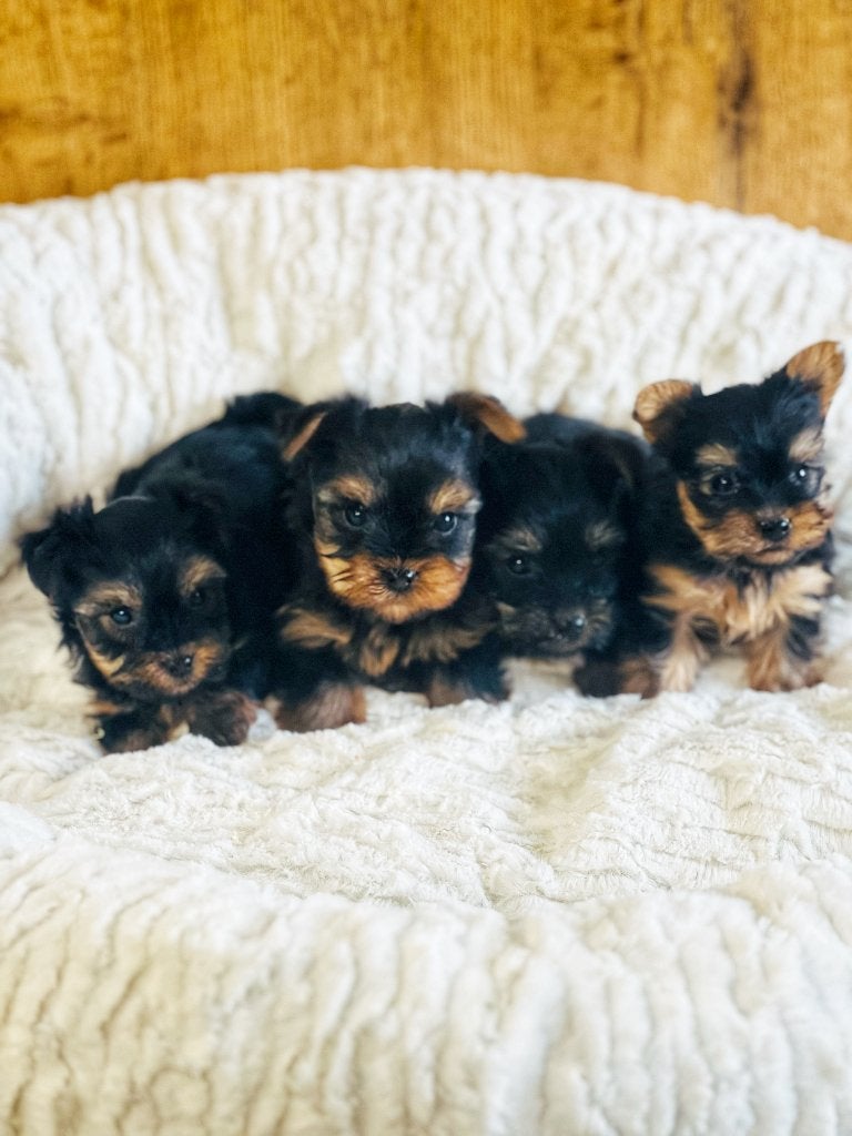 Bij ons geboren en te koop mini York shire pupjes, Dieren en Toebehoren, België, 8 tot 15 weken, Meerdere, Meerdere dieren