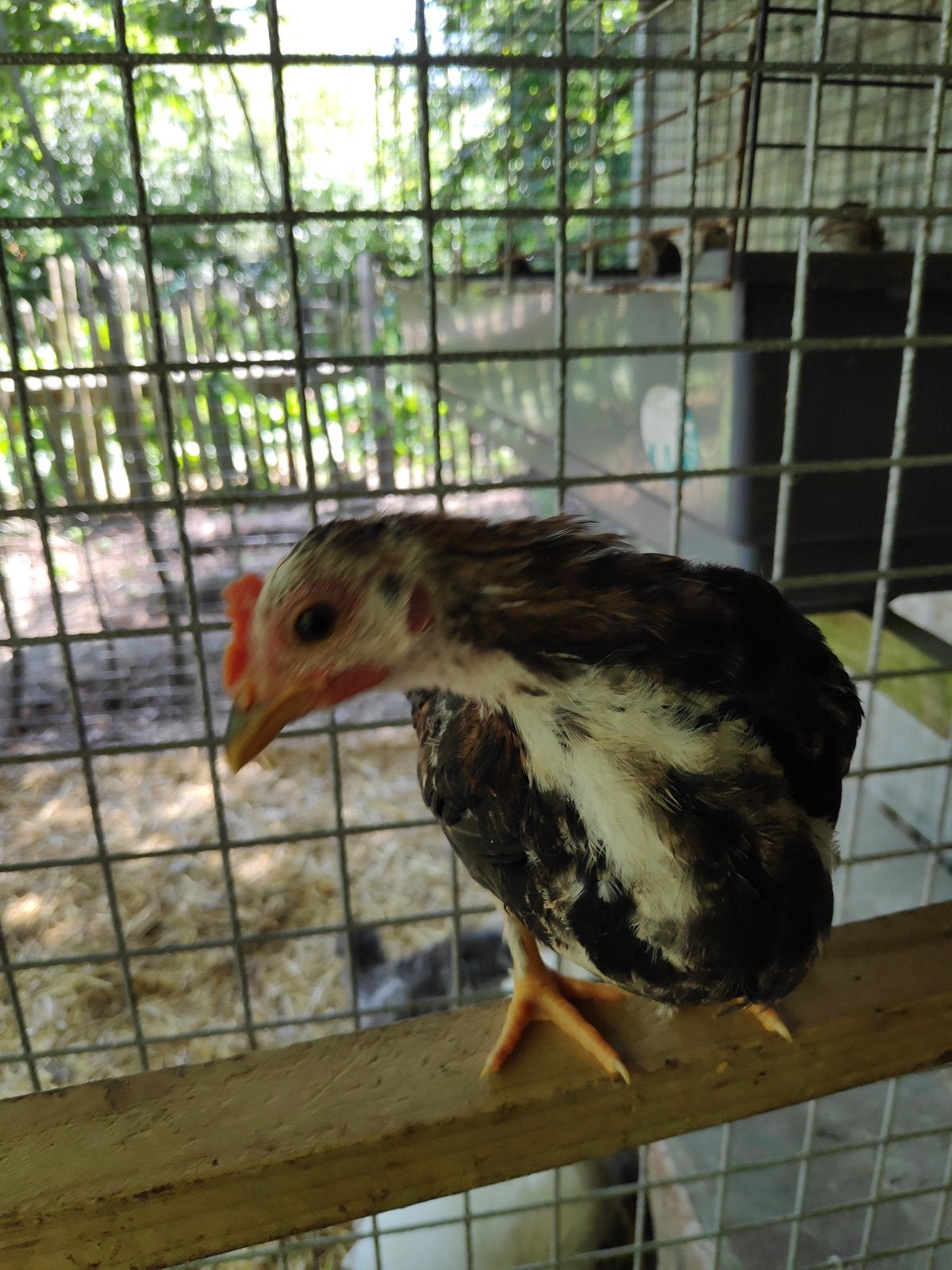 Jongen chbo haantjes te koop, Dieren en Toebehoren, Pluimvee, Mannelijk, Kip