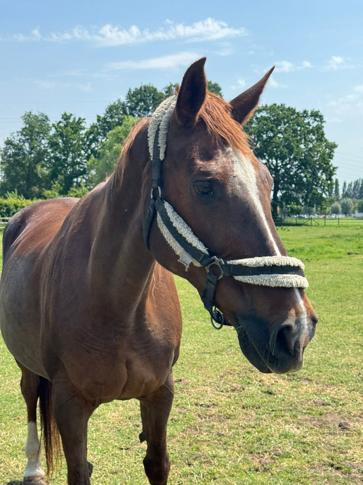 Lieve 19j merrie, Dieren en Toebehoren, Merrie