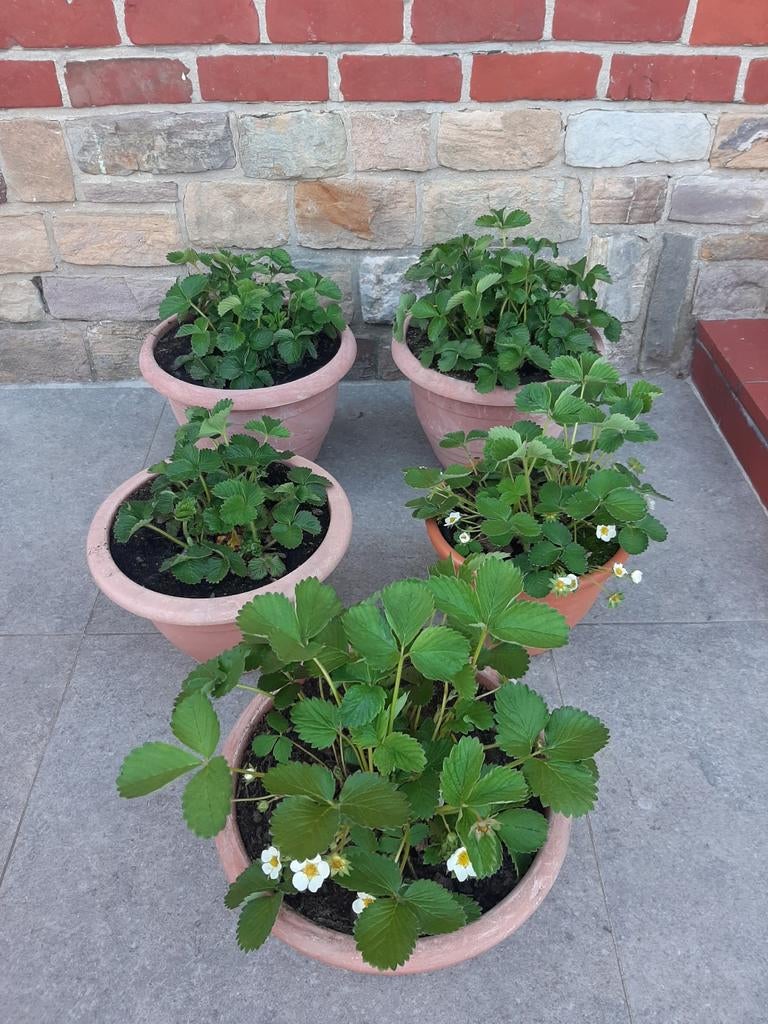 Grands pots avec fraisiers 3€ et 5€, Jardin & Terrasse, Plantes | Jardin, Enlèvement