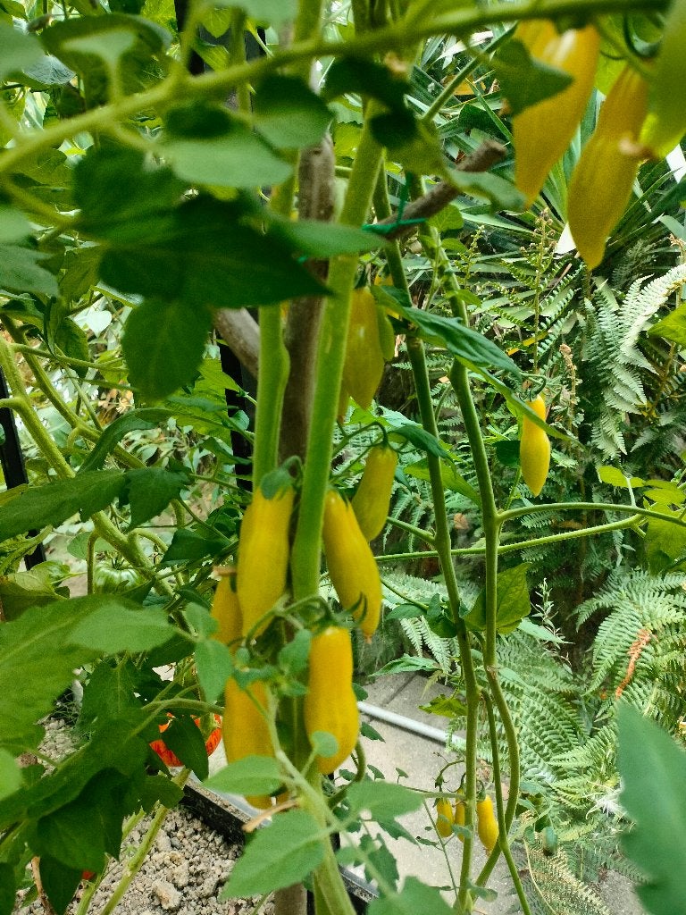 5 graines de tomates Dancing Green Fingers - biologique, Envoi, Printemps, Rhizome