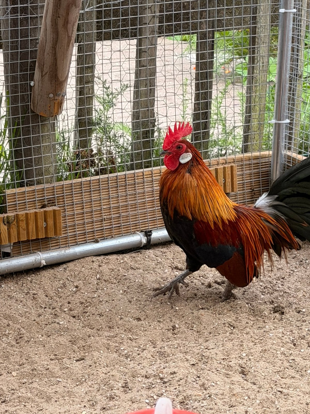 Holandse kriel partijskleur, Meerdere dieren, Kip