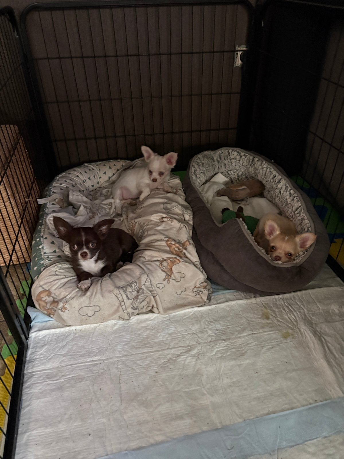 Garçons Chihuahua à vendre, Particulier, Chien (mâle), Maladie de Carré (chiens), Belgique