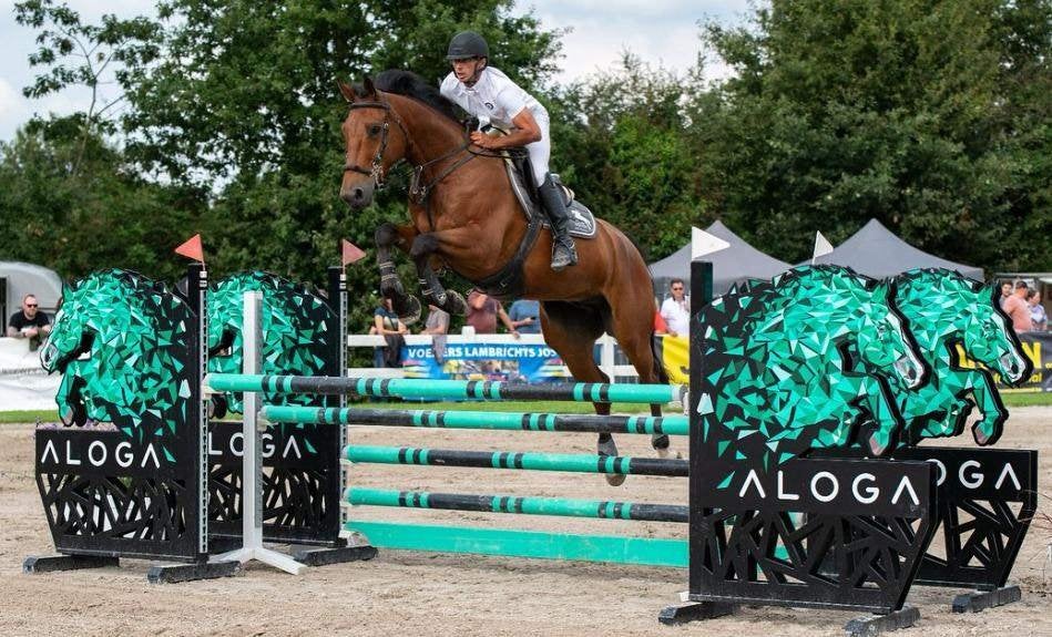 Deze avond te koop 31-8 ESHA veiling springpaarden, veulens, Débourré, 165 à 170 cm, Cheval de saut, 7 à 10 ans