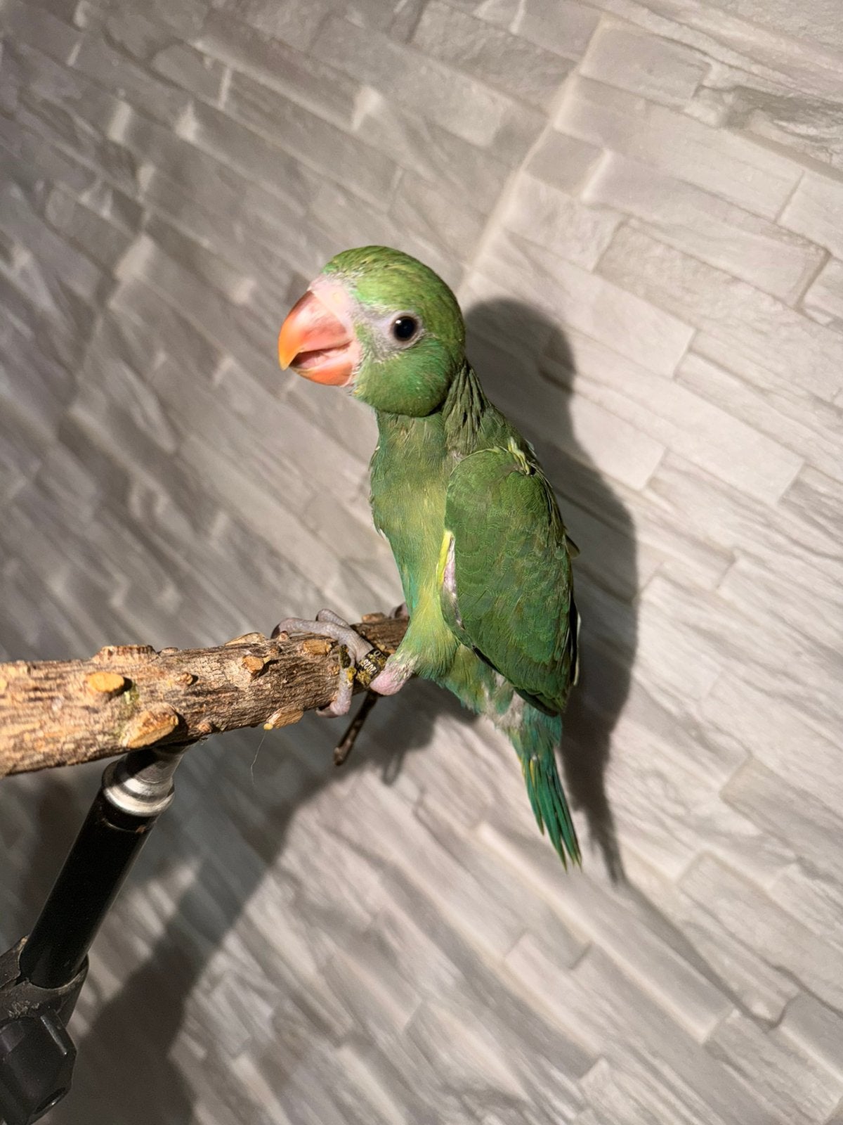 Perruche à collier, Animaux & Accessoires, Sexe inconnu, Perroquet, Parleur