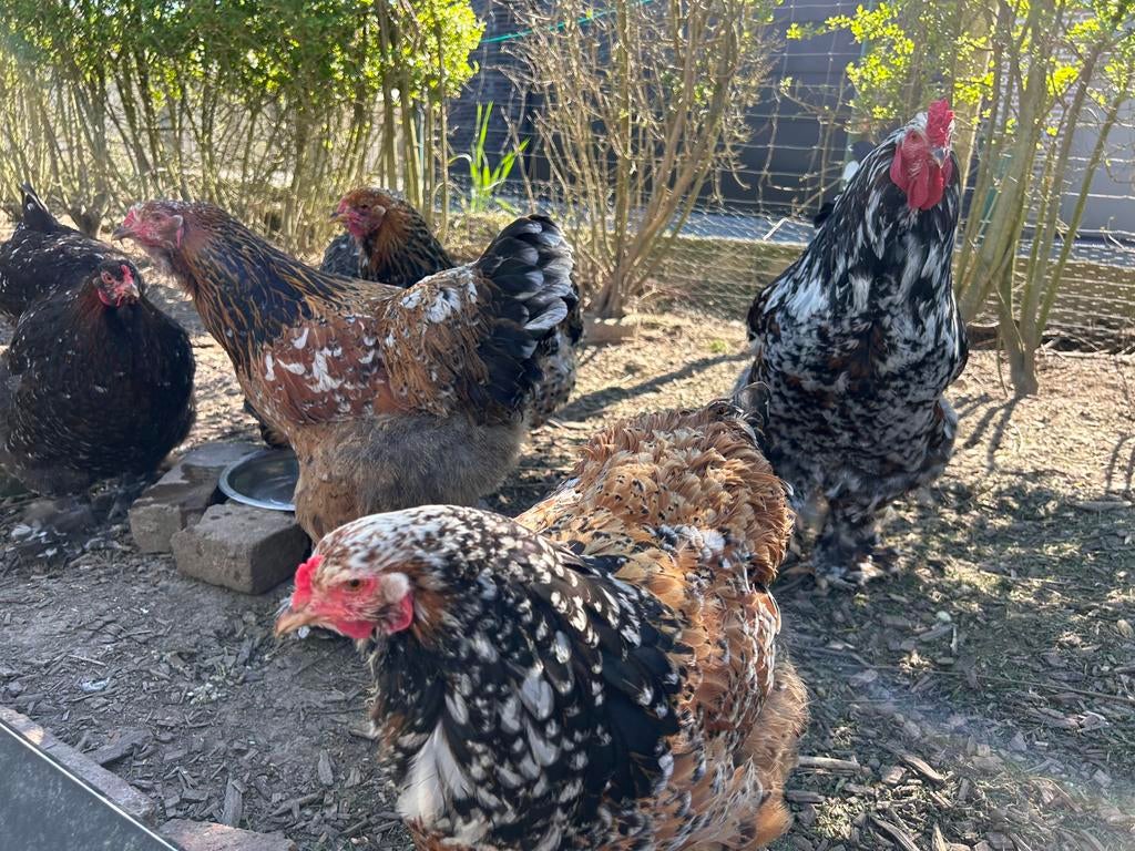 Brahma porselein broedeieren, Dieren en Toebehoren, Geslacht onbekend, Kip
