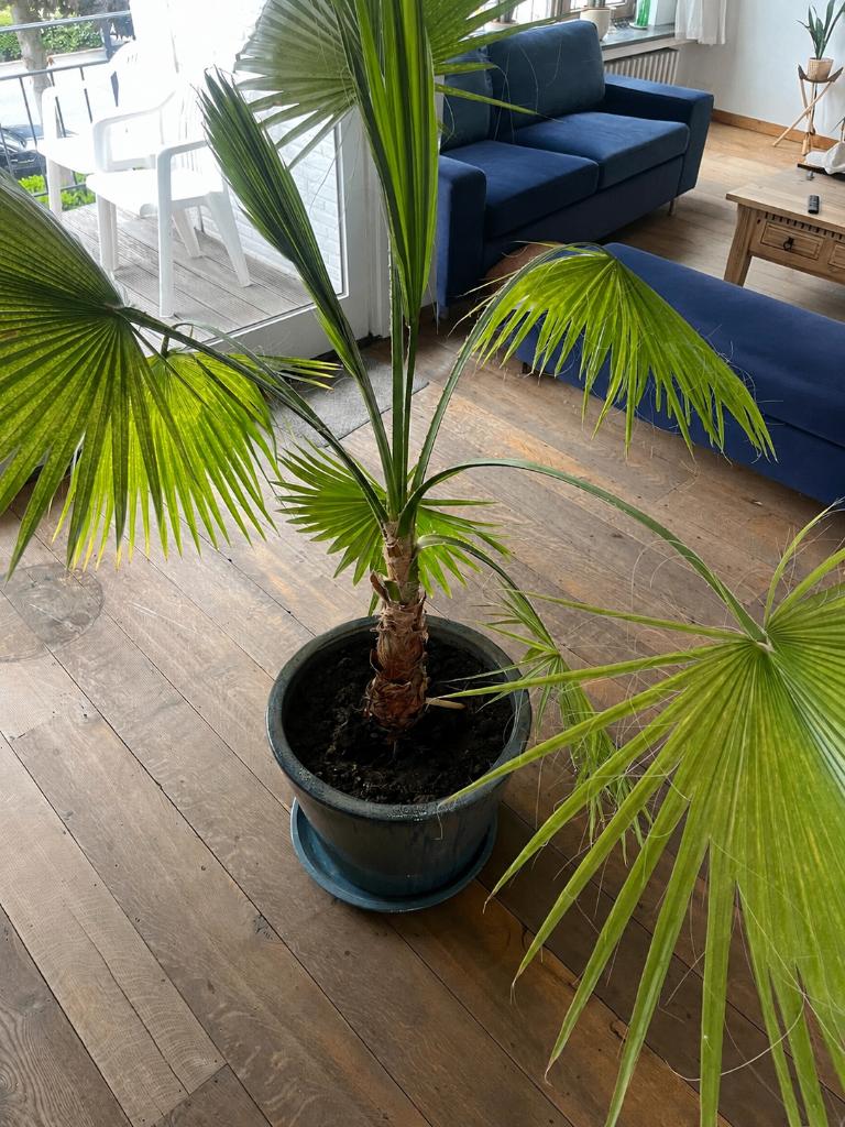 Waaierpalmen, Tuin en Terras, Volle zon, Vaste plant, Zomer, Ophalen