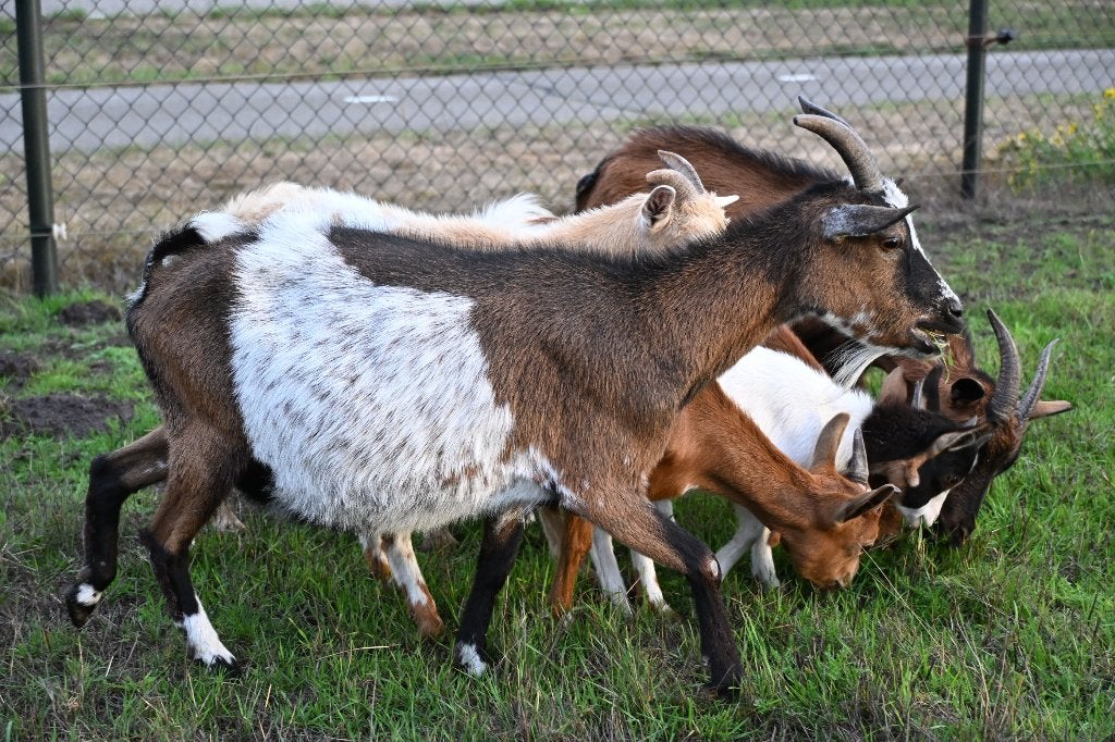2 hele mooie dwerggeitjes miekes dwerggeiten, Dieren en Toebehoren, Vrouwelijk, Geit
