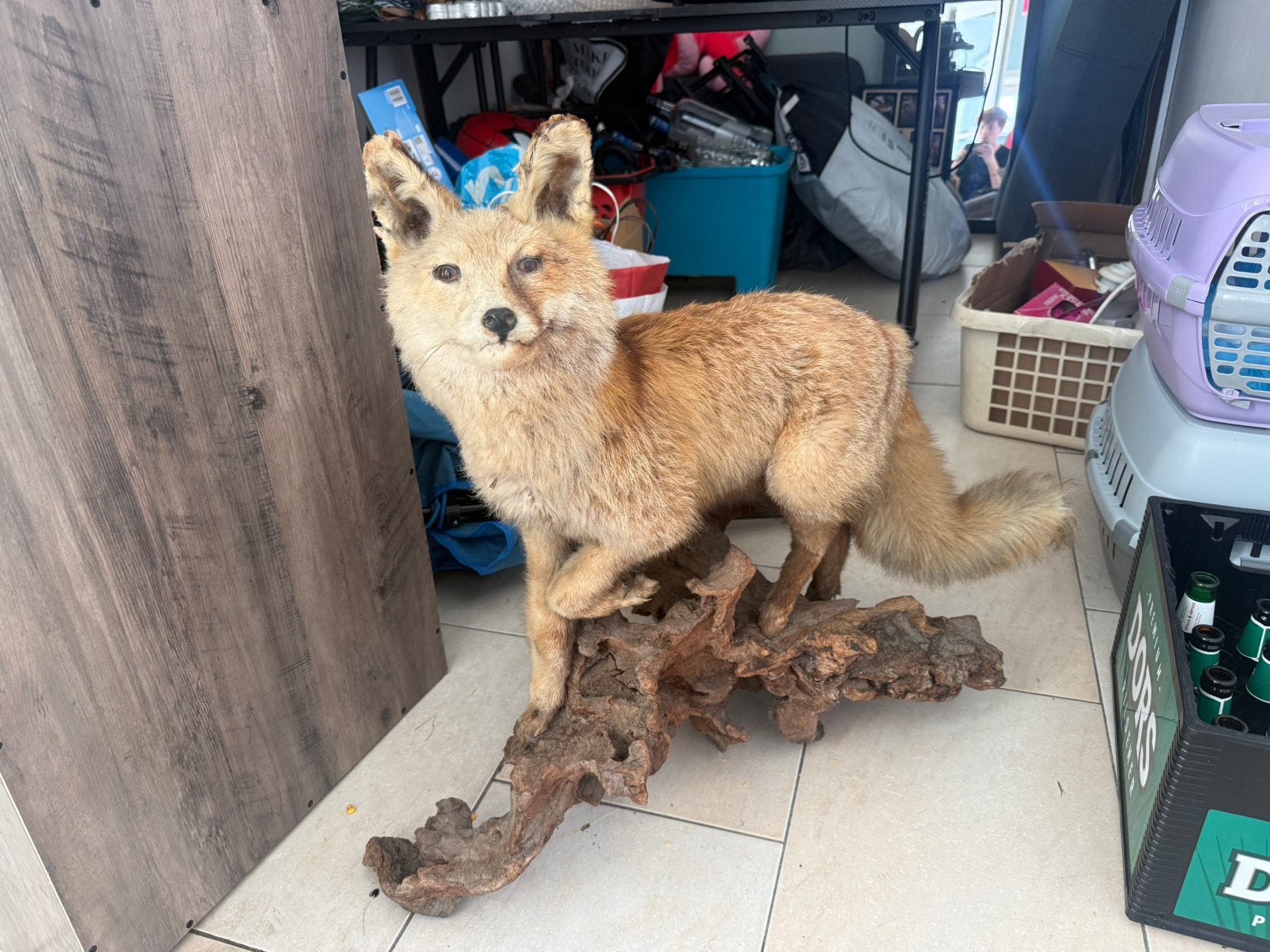 Taxidermie Vos, Verzamelen, Dierenverzamelingen, Ophalen