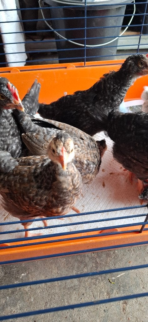 4 haantjes van 11 weken, Dieren en Toebehoren, Pluimvee, Mannelijk, Kip